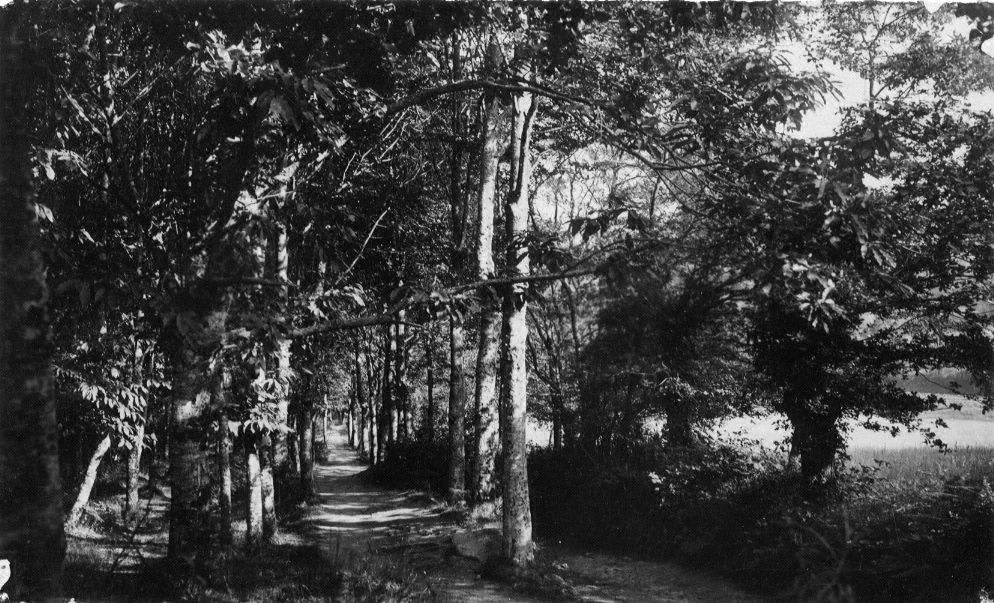 Sous bois  Kerangat